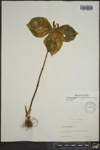 Trillium luteum image