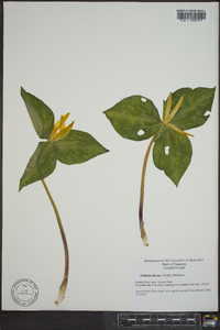 Trillium luteum image