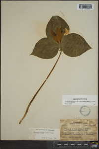 Trillium luteum image