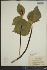 Trillium luteum image