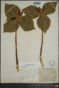 Trillium luteum image