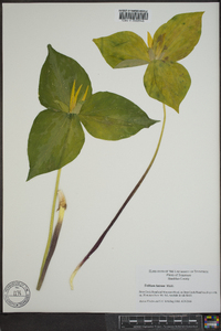 Trillium luteum image