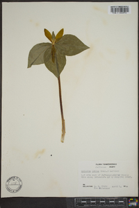 Trillium luteum image