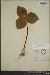 Trillium luteum image