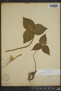 Trillium luteum image