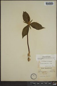 Trillium luteum image