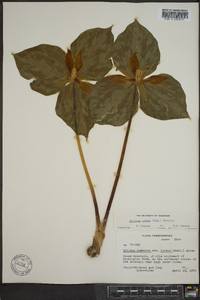 Trillium luteum image