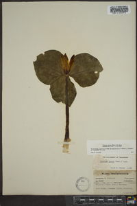 Trillium luteum image