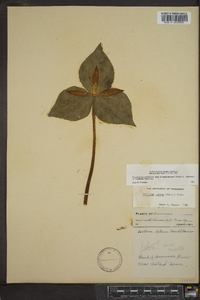 Trillium luteum image