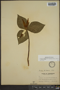 Trillium luteum image