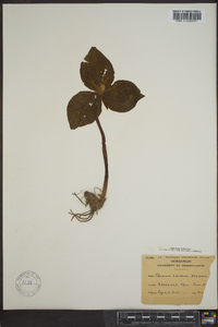 Trillium luteum image