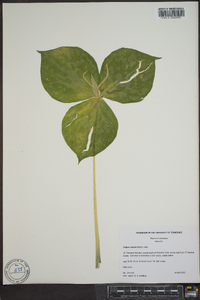 Trillium luteum image