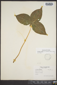 Trillium luteum image