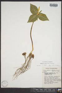 Trillium luteum image