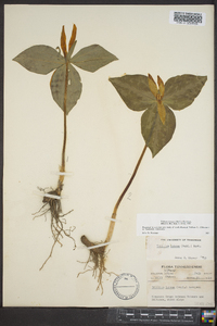 Trillium luteum image