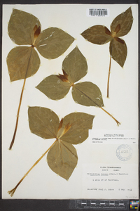 Trillium luteum image