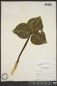 Trillium luteum image