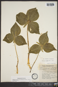 Trillium luteum image