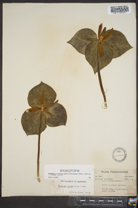 Trillium luteum image