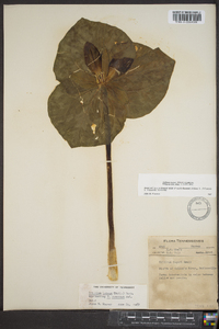 Trillium luteum image