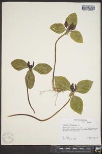 Trillium recurvatum image