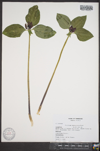 Trillium recurvatum image