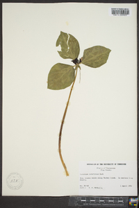 Trillium recurvatum image