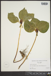 Trillium recurvatum image