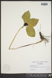 Trillium recurvatum image