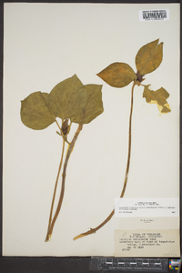 Trillium recurvatum image