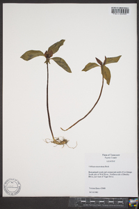 Trillium recurvatum image