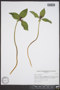 Trillium recurvatum image