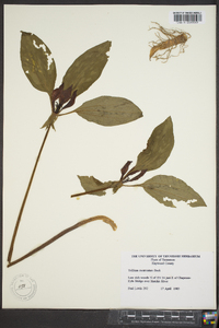 Trillium recurvatum image