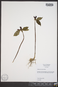 Trillium recurvatum image