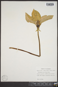 Trillium recurvatum image