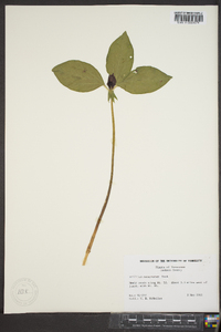 Trillium recurvatum image