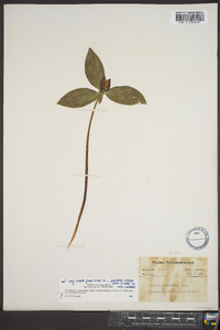 Trillium recurvatum image