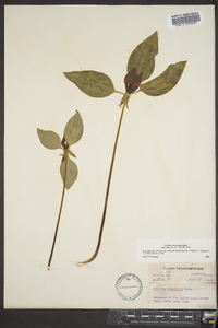 Trillium recurvatum image