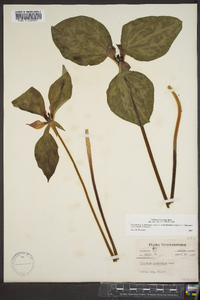 Trillium recurvatum image