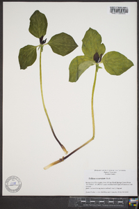 Trillium recurvatum image