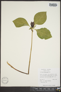 Trillium recurvatum image