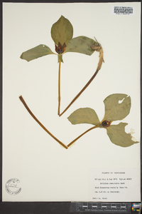 Trillium recurvatum image