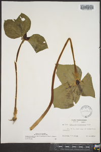 Trillium recurvatum image