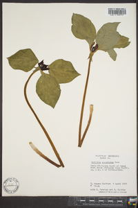 Trillium recurvatum image