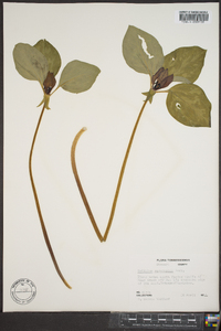 Trillium recurvatum image