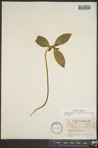 Trillium recurvatum image