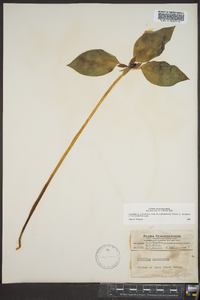 Trillium recurvatum image