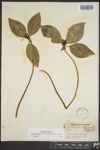 Trillium recurvatum image