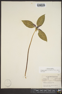 Trillium recurvatum image