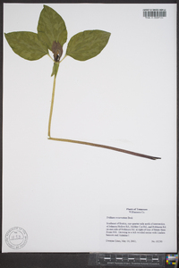 Trillium recurvatum image